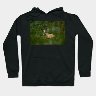 92317 deer Hoodie